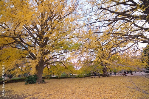 Wide angle landscape of colorful Japanese Autumn Ginkgo tree