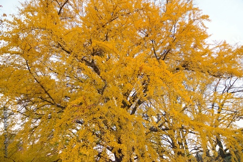 Wide angle landscape of colorful Japanese Autumn Ginkgo tree