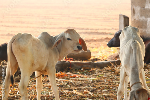 cattle Shed Rural India, resting cow Calf in Farm,dairy products and agriculture industry photo