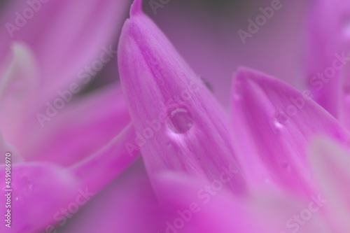 Macro texture of vibrant pink Dahlia flower with water droplet