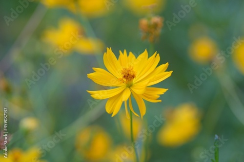 Macro texture of Yellow Cosmos flowers in nature