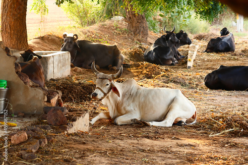 Indian cow cattle and buffalo baby in farm,cattle Shed Rural India,indian countryside With baby cow and buffalo, farming and dairy products concept,
