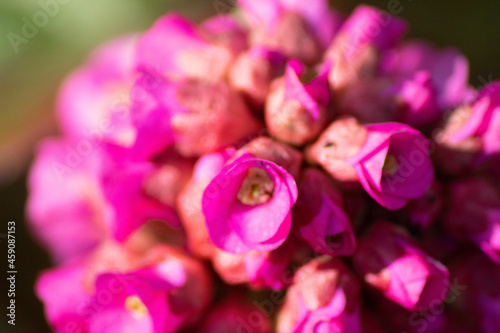 close up of pink flower