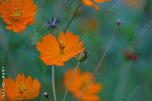 Macro texture of Yellow Cosmos flowers in nature