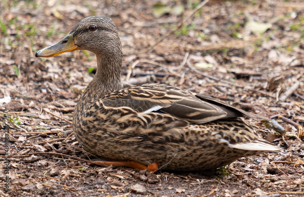 female mallard (anas platyrhynchos) in the wood of Koenigsheide, Berlin-Johannisthal, Germany female mallard (anas platyrhynchos) in the wood of Koenigsheide, Berlin-Johannisthal, Germany