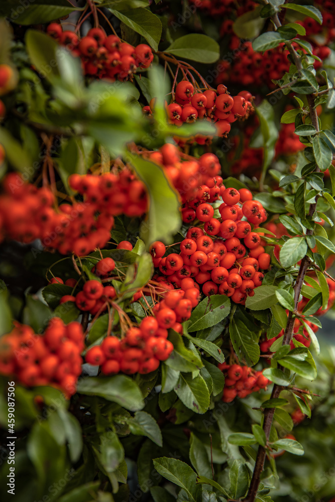 Obraz premium red berries on a branch