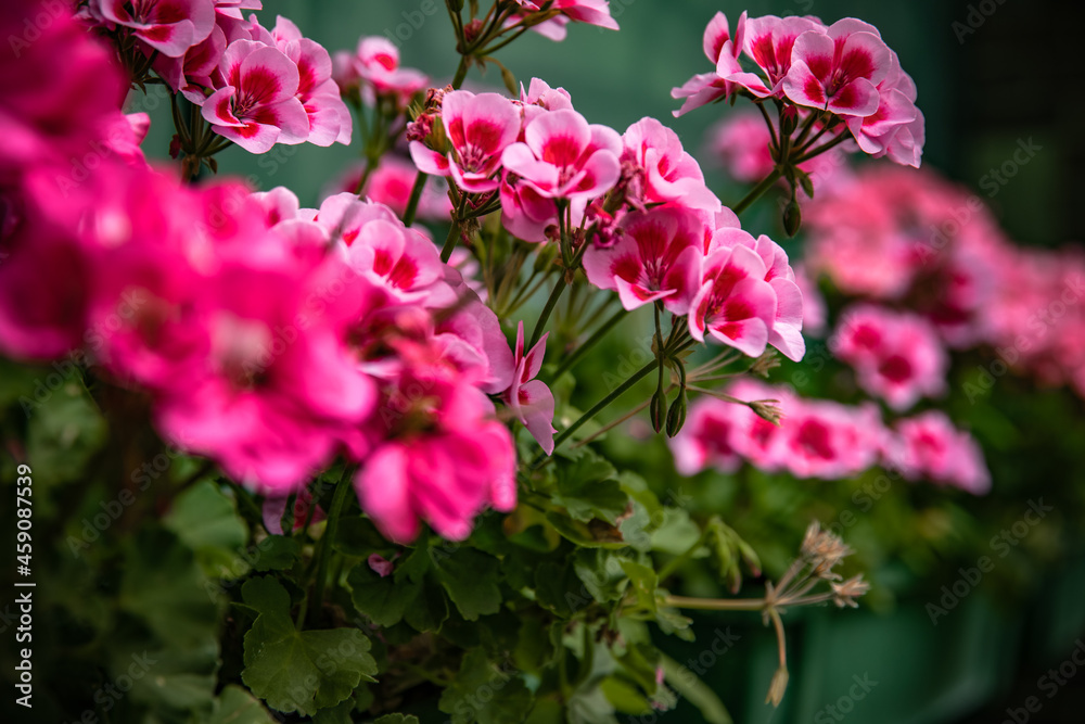pink flowers in the garden pink flowers in the garden