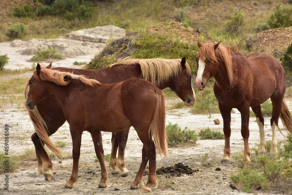 Wild Horse Family Gathered Together in a Canyon Wild Horse Family Gathered Together in a Canyon