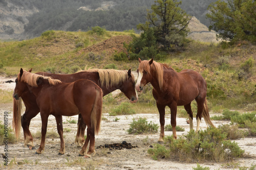 Small Family Herd of Wild Horses in a Canyon