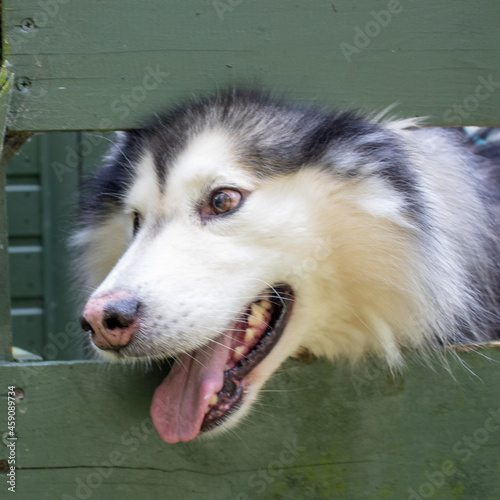 siberian husky puppy