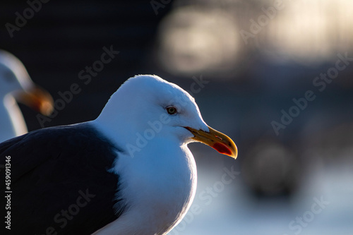 close up of seagull