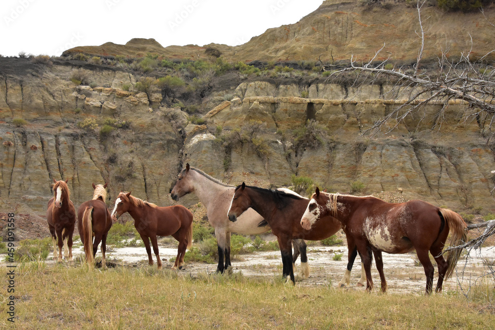 Small Herd of Wild Horses in the Dakotas