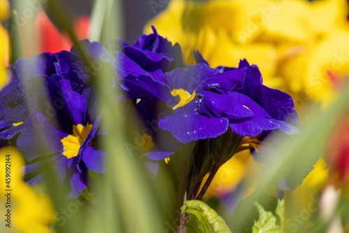 yellow and blue flowers