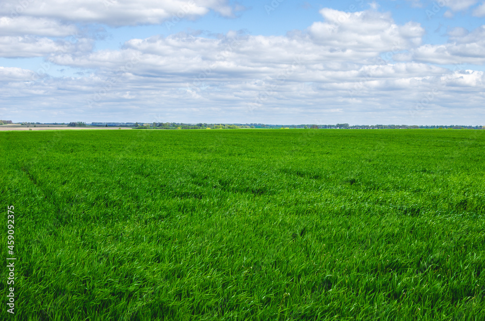 Spring wheat field on a sunny spring day