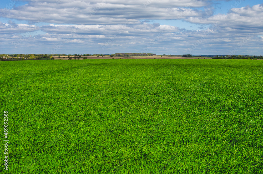Fototapeta premium Green wheat field in early spring. Agricultural background