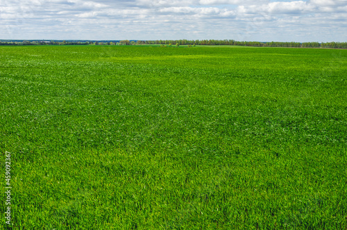 Shoots of wheat in early spring