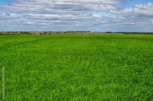 Green wheat field in early spring. Agricultural background