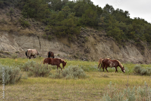 Fototapeta Naklejka Na Ścianę i Meble -  Free Range Roaming Horses in Theodore National Park
