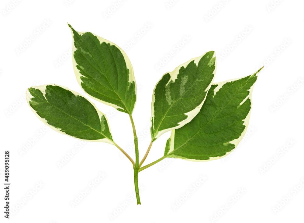 Green and white leaves of cornus alba isolated Green and white leaves of cornus alba isolated