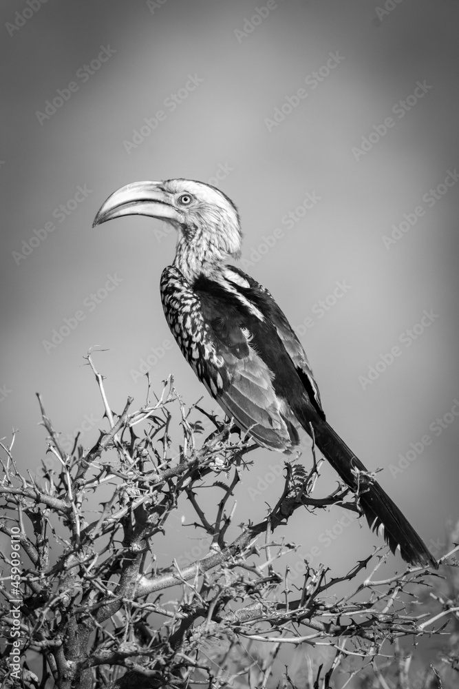 Obraz premium Mono southern yellow-billed hornbill perched on bush