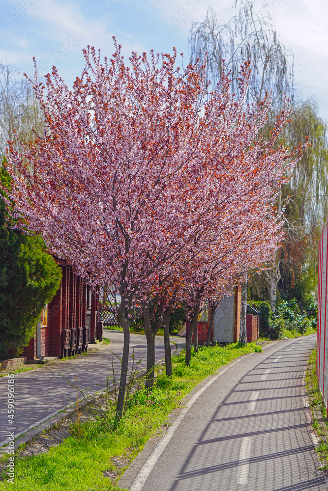 Naklejka premium Spring blossom tree