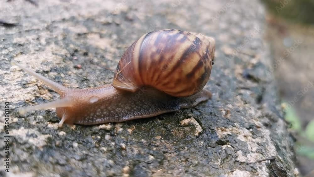Close-up video of a large snail or mollusk moving slowly. on the floor of the humid rainforest Close-up video of a large snail or mollusk moving slowly. on the floor of the humid rainforest