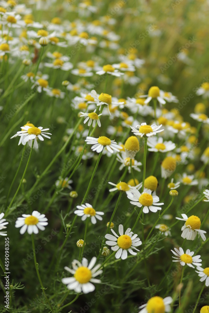 field of daisies field of daisies