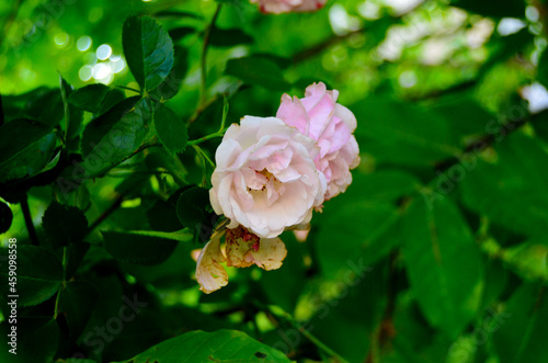 pink rose in garden