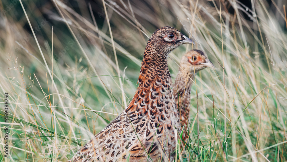 Close up of a Wild Pheasant with young, female, animal, bird, Phasianidae Close up of a Wild Pheasant with young, female, animal, bird, Phasianidae