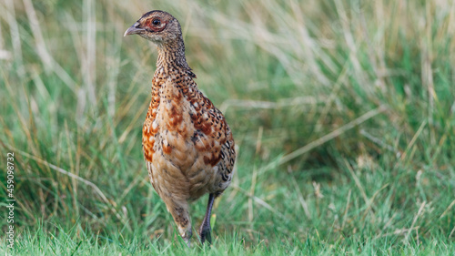 Close up of a wild pheasant chick, bird, Phasianidae  © David Peperkamp