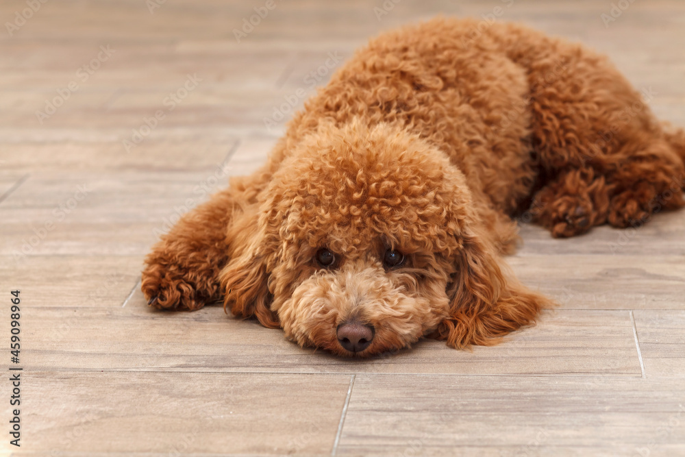 poodle little red cute  puppy lying on the light floor, izolated