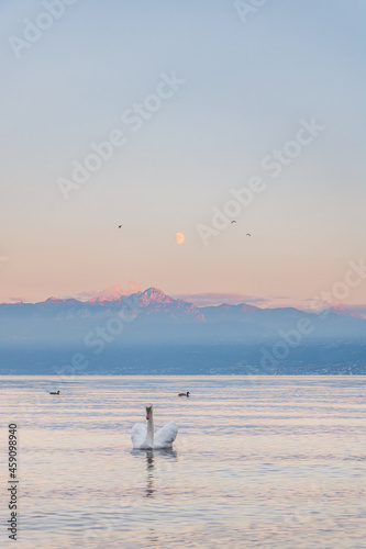 September sunset over the Geneva Lake (Lac Léman) and the mountains, next to the city of Lausanne in Morges in Switzerland with the company of the moon, birds and swans.