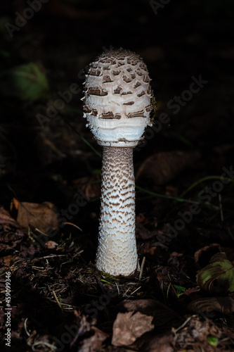 Pilze in der Natur photo