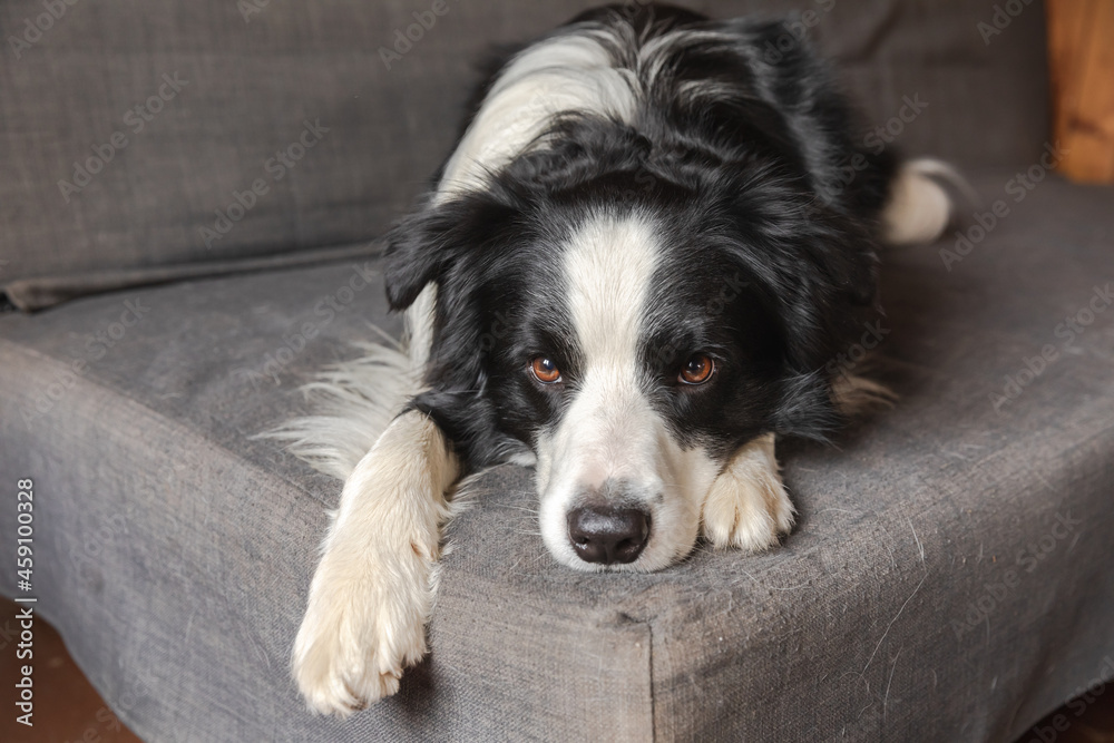 Funny cute puppy dog border collie lying down on couch at home indoors. Pet dog resting ready to sleep on cozy sofa. Pet care and animals concept.