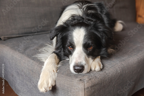 Fototapeta Naklejka Na Ścianę i Meble -  Funny cute puppy dog border collie lying down on couch at home indoors. Pet dog resting ready to sleep on cozy sofa. Pet care and animals concept.