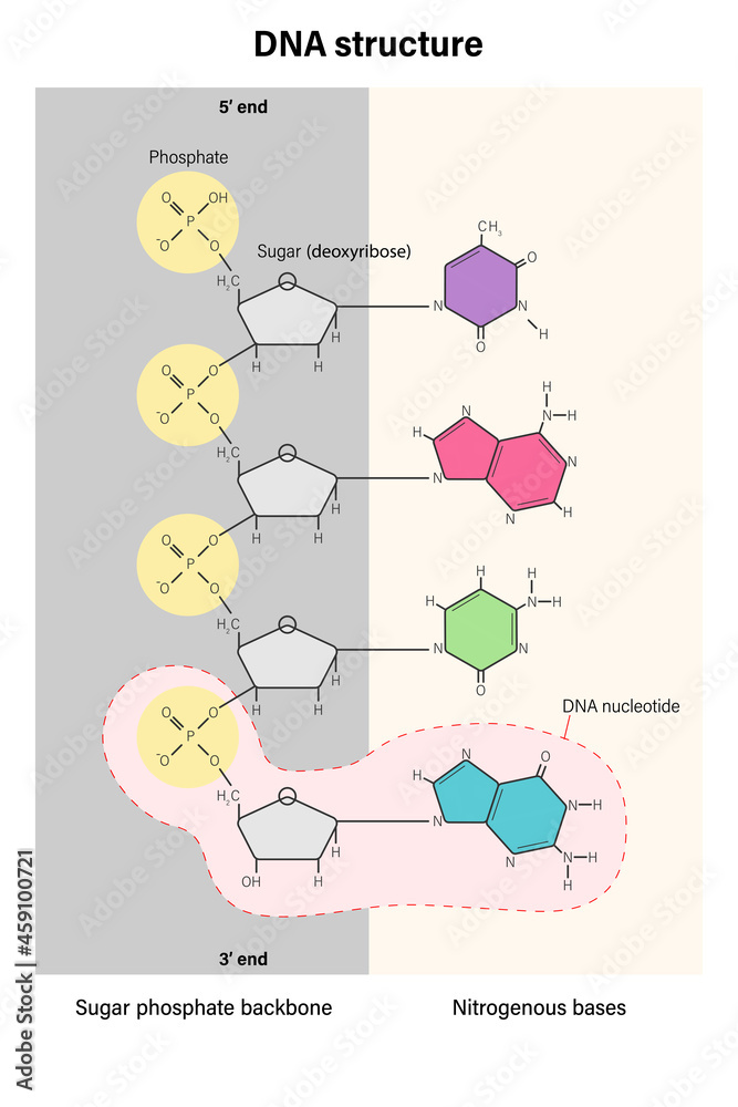 Structure of DNA stand. Deoxyribonucleic acids. Nitrogenous base