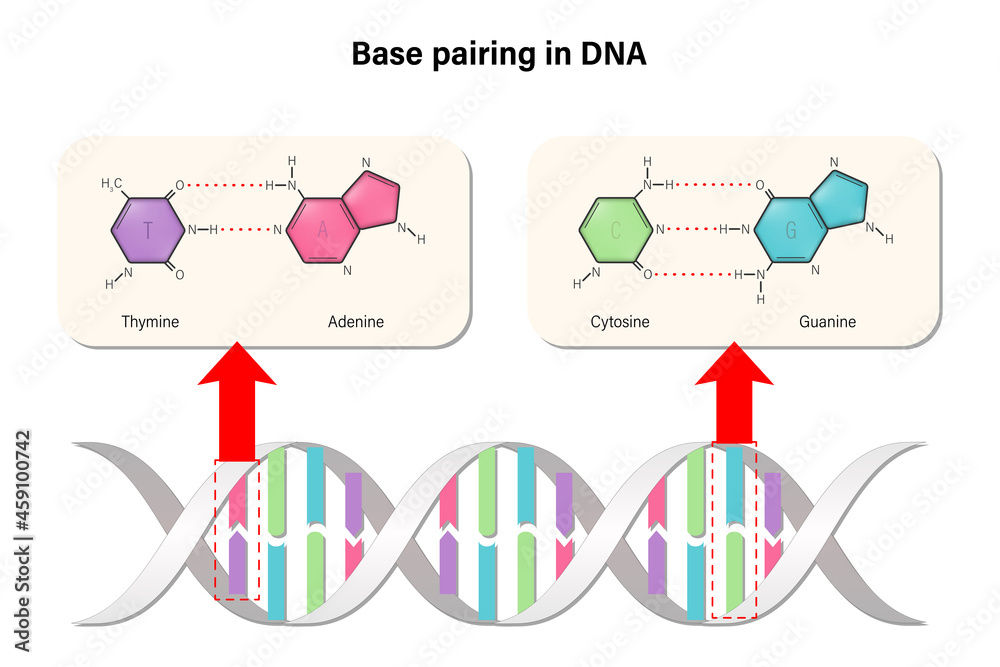 Base pairing in DNA. DNA nucleotide. DNA double helix. Deoxyribonucleic acids. Nitrogenous base