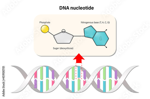 DNA nucleotide. DNA structure. Deoxyribonucleic acids. Nitrogenous base (Thymine, Adenine, Cytosine or Guanine), Sugar (deoxyribose) and Phosphate group.