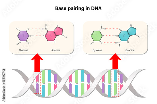 Base pairing in DNA. DNA nucleotide. DNA double helix. Deoxyribonucleic acids. Nitrogenous base (Thymine, Adenine, Cytosine or Guanine) and Sugar-Phosphate backbone.