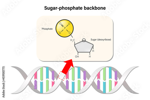 Sugar-Phosphate backbone structure. DNA double helix. Deoxyribonucleic acids. Nitrogenous base (Thymine, Adenine, Cytosine or Guanine)