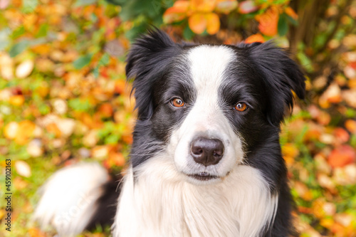 Fototapeta Naklejka Na Ścianę i Meble -  Funny smiling puppy dog border collie sitting on fall colorful foliage background in park outdoor. Dog on walking in autumn day. Hello Autumn cold weather concept.