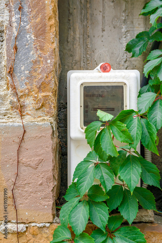 An electricity meter clock covered with a climbing plant  next to the traditional stone wall.