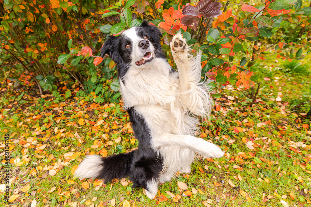 Funny smiling puppy dog border collie playing jumping on fall colorful foliage background in park outdoor. Dog on walking in autumn day. Hello Autumn cold weather concept. Funny smiling puppy dog border collie playing jumping on fall colorful foliage background in park outdoor. Dog on walking in autumn day. Hello Autumn cold weather concept.