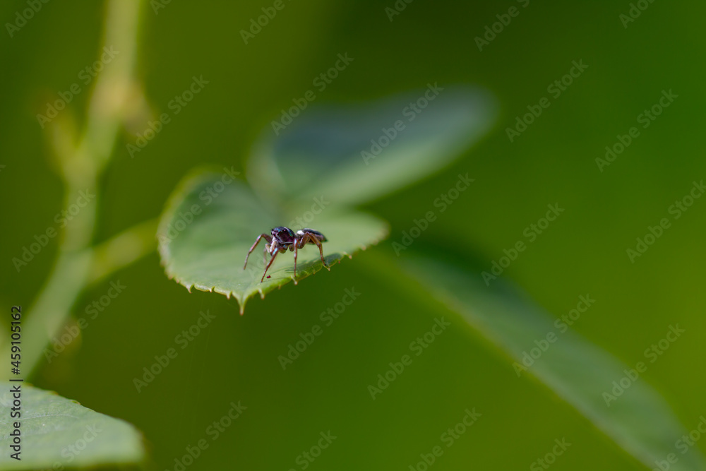 Jumping spider perched on the top of a rose leaf on a blurry green background Jumping spider perched on the top of a rose leaf on a blurry green background