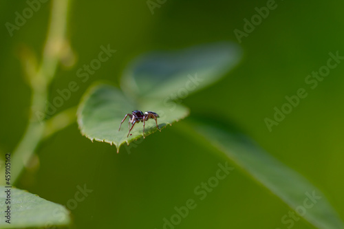 Jumping spider perched on the top of a rose leaf on a blurry green background
