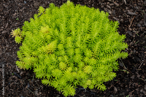 Sedum rupestre Lemon Ball is part of the Crassulaceae family of plants. photo