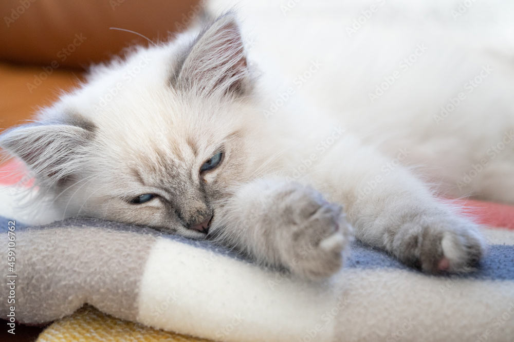 Birman-Siberian mix kitten lying sleepily on cozy blankets