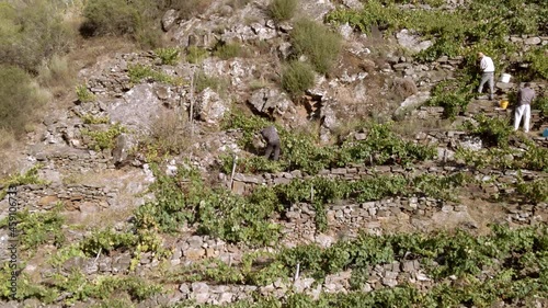 Young man picking grapes at the grape harvest in the Ribeira Sacra The young man is between the stone walls on the terraces picking grapes.