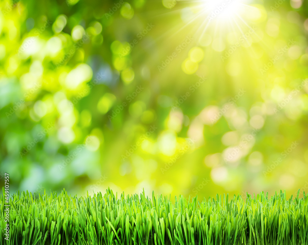 Beautiful bokeh sunny nature background and green grass in foreground. File contains grass clipping path. It is possible to place your product.