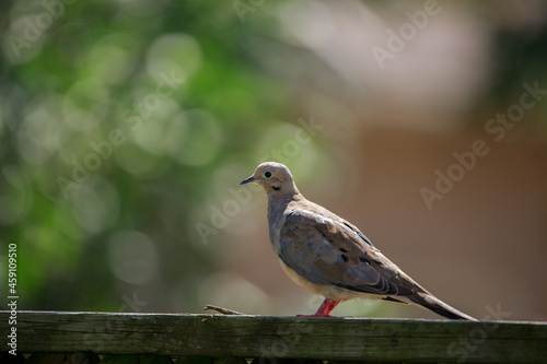 Mourning Dove. Standing on a fence
